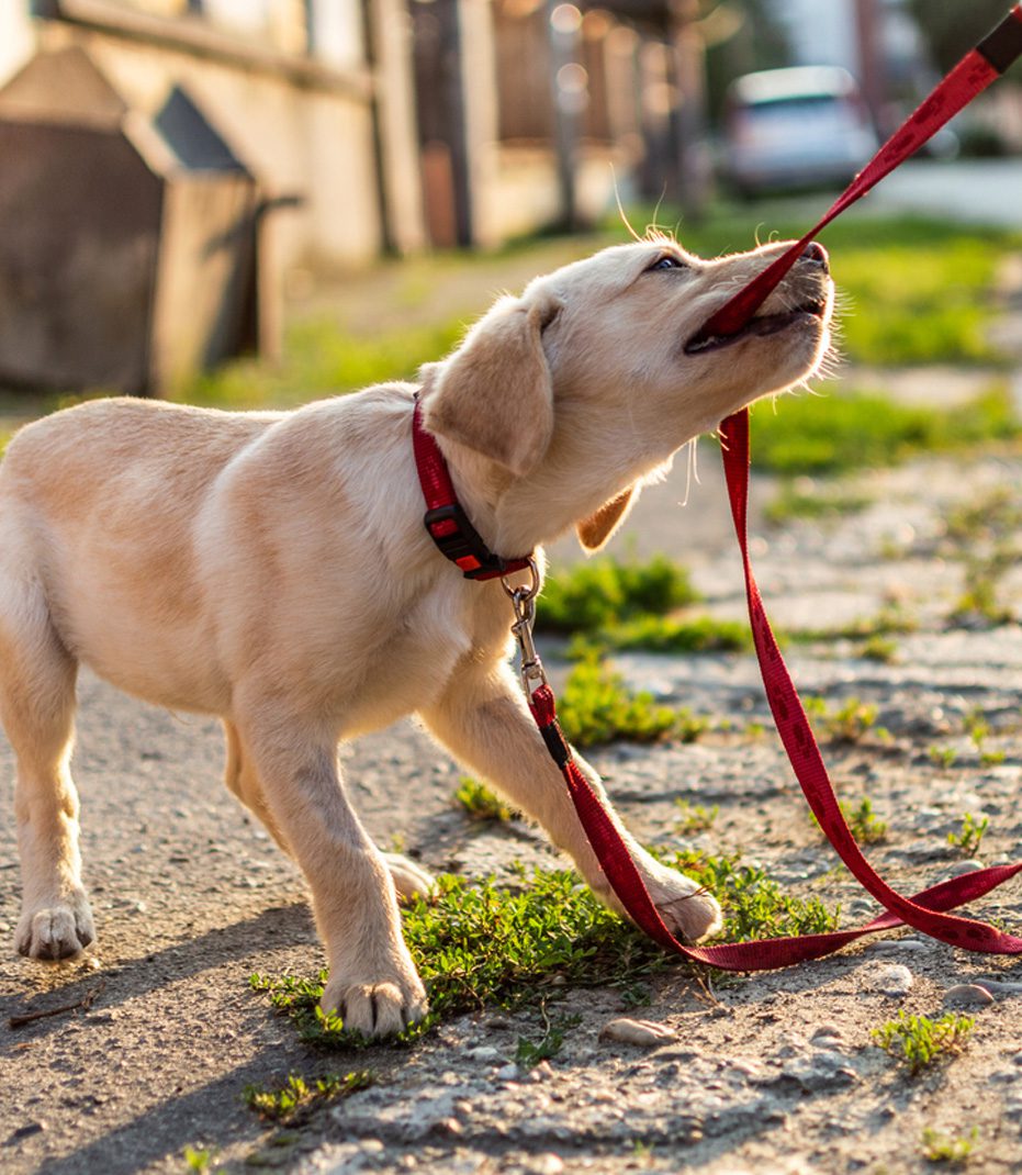 Dog-biting-on-leash