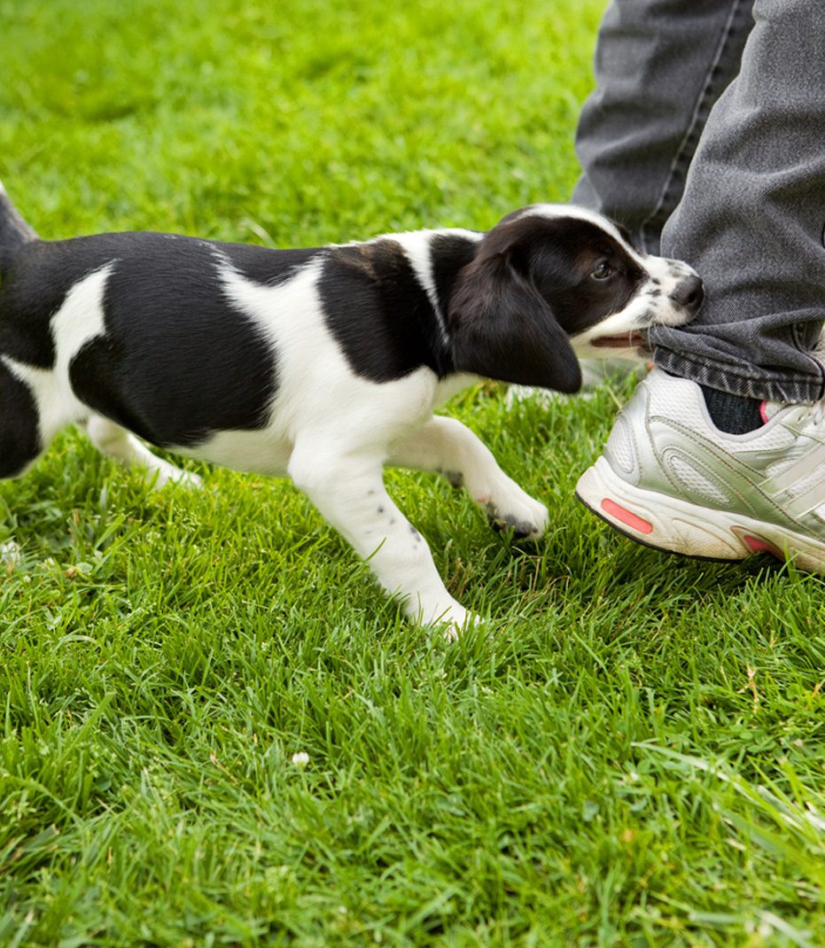 Dog-biting-pant-leg