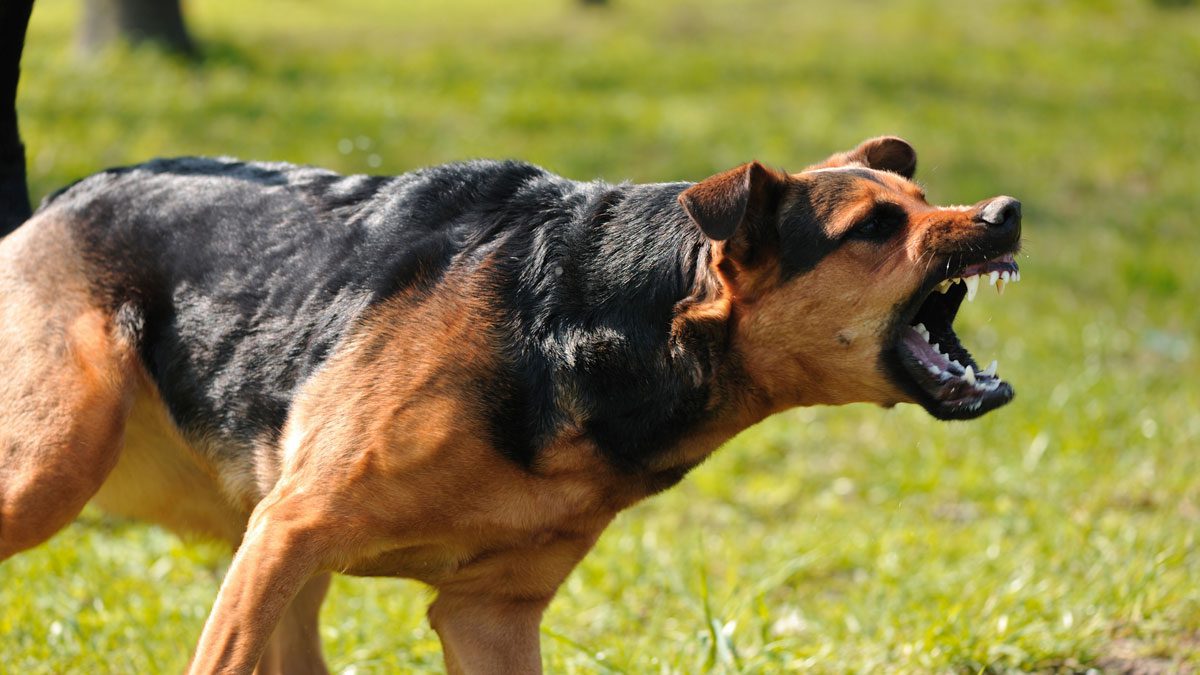 Dog-baring-teeth-in-close-up