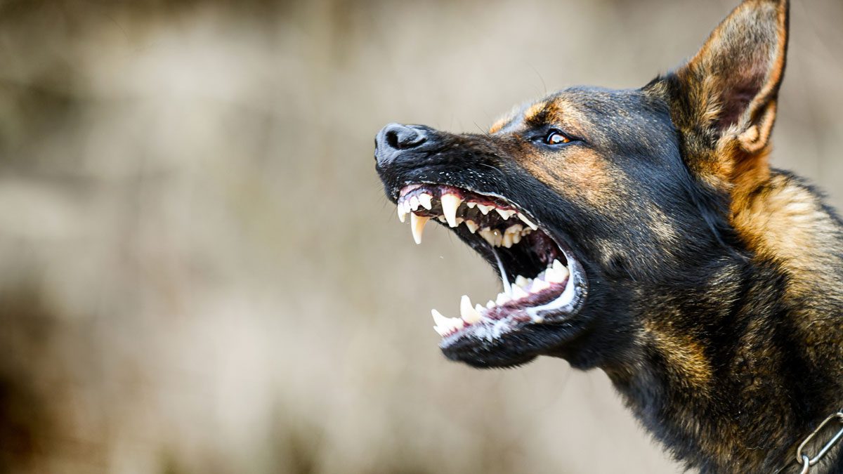 German-shepherd-showing-teeth-close-up