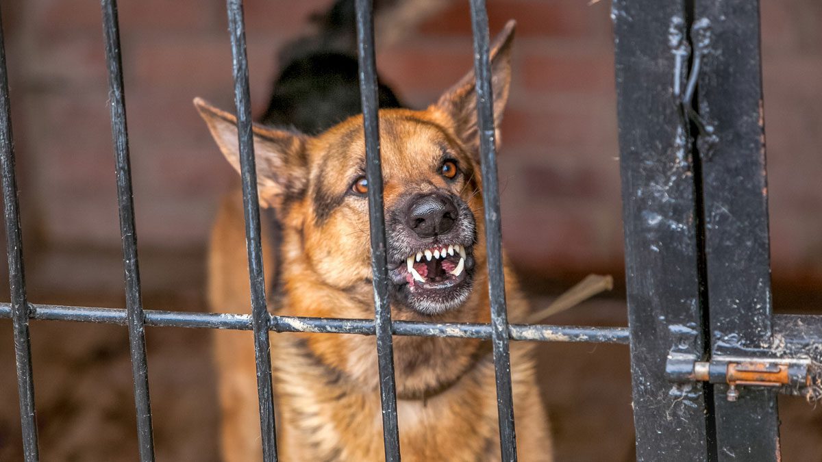 German shepherd with teeth visible in close up